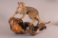 石虎藏品圖，第3張